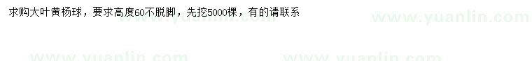 求購高60公分大葉黃楊球