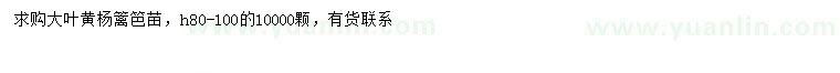 求購高80-100公分大葉黃楊籬笆苗