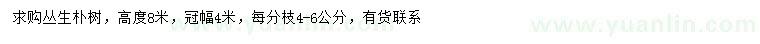 求購冠幅4米叢生樸樹