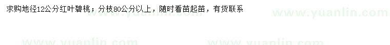 求購地徑12公分紅葉葉碧桃
