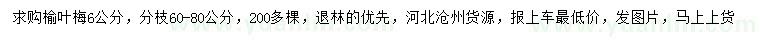 求購6公分榆葉梅