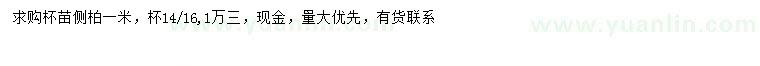 求購1米側柏
