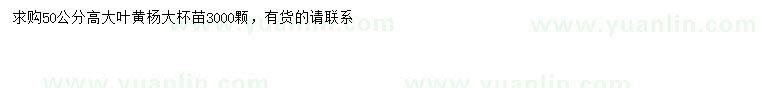 求購高50公分大葉黃楊