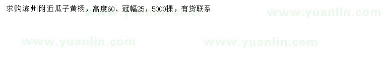求購高50公分瓜子黃楊