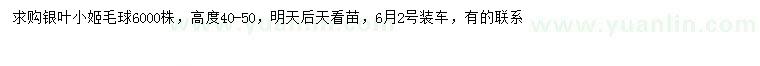 求購(gòu)高40-50公分銀葉小姬球