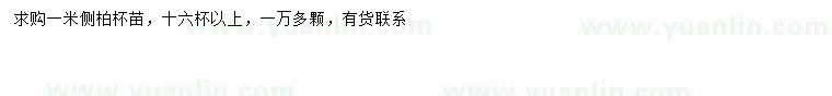 求購1米側(cè)柏
