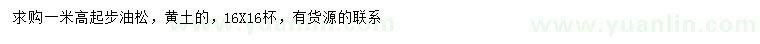 求購高1米以上油松