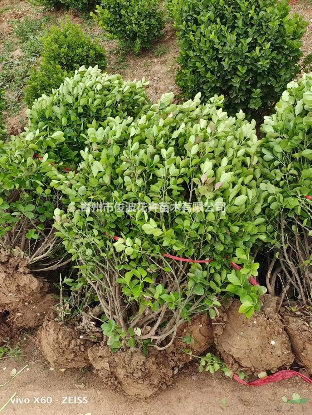 自有基地供應(yīng)衛(wèi)矛球綠化工程用苗 衛(wèi)矛球?qū)I(yè)種植 衛(wèi)矛球基地現(xiàn)..