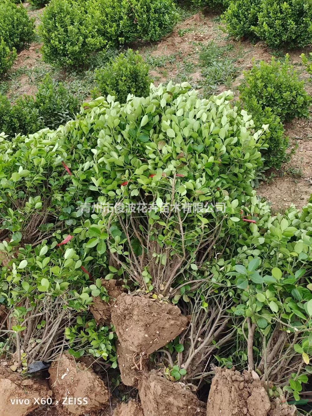 自有基地供應(yīng)衛(wèi)矛球綠化工程用苗 衛(wèi)矛球?qū)I(yè)種植 衛(wèi)矛球基地現(xiàn)..