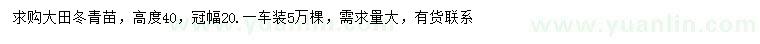 求購(gòu)高40公分冬青