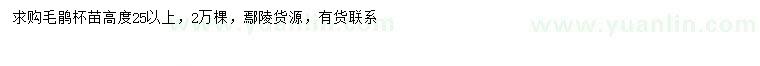 求購高25公分以上毛鵑