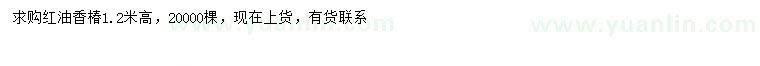 求購高1.2米香椿
