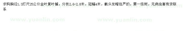 求購1.3米量25公分金葉復葉槭