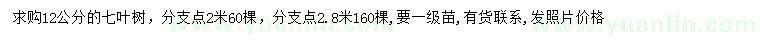 求購12公分七葉樹(shù)