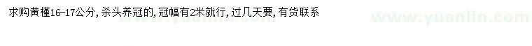 求購16-17公分黃槿
