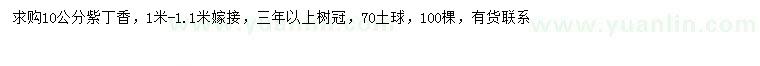 求購10公分紫丁香