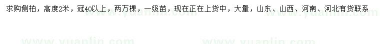 求購高2米側柏