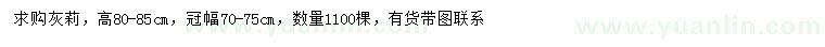 求購高80-85公分灰莉