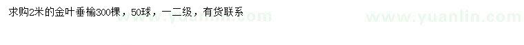 求購2米金葉垂榆