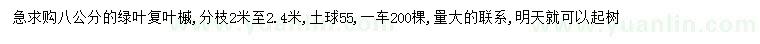 求購8公分綠葉復葉槭