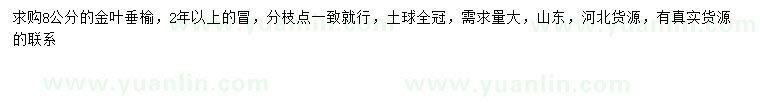 求購8公分金葉垂榆