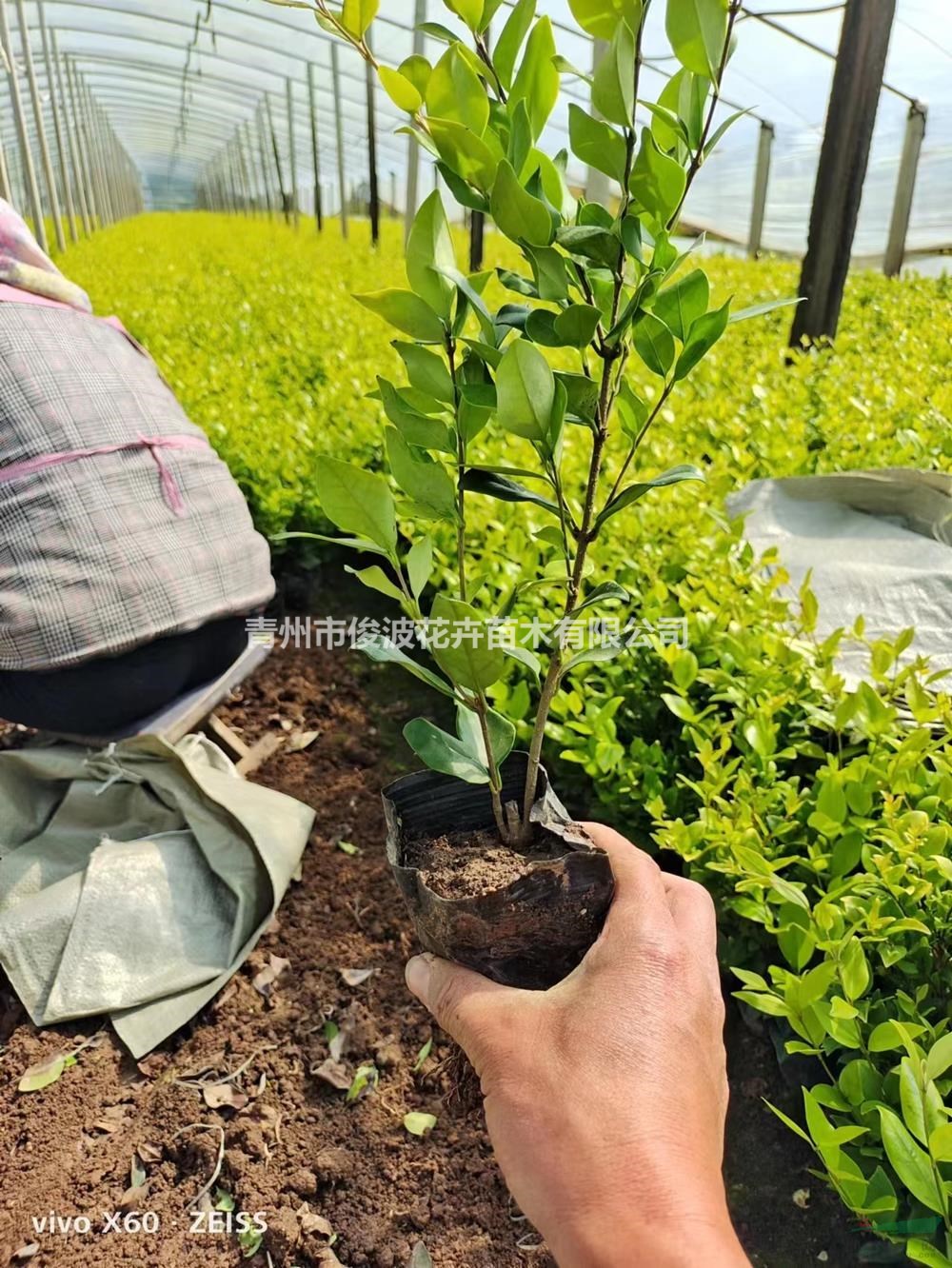 金森女貞貨源充沛 工程綠化用金森女貞色塊植物 金森女貞小苗批發(fā)