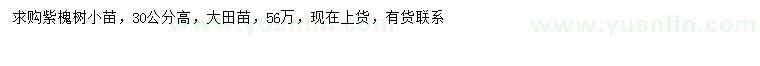 求購高30公分紫槐小苗