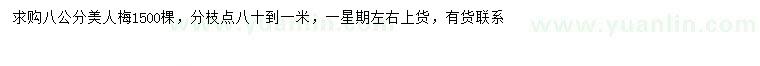 求購8公分美人梅