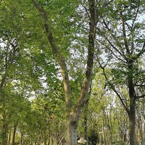 江蘇櫸樹基地，8-20公分櫸樹，櫸樹價格，櫸樹小苗。
