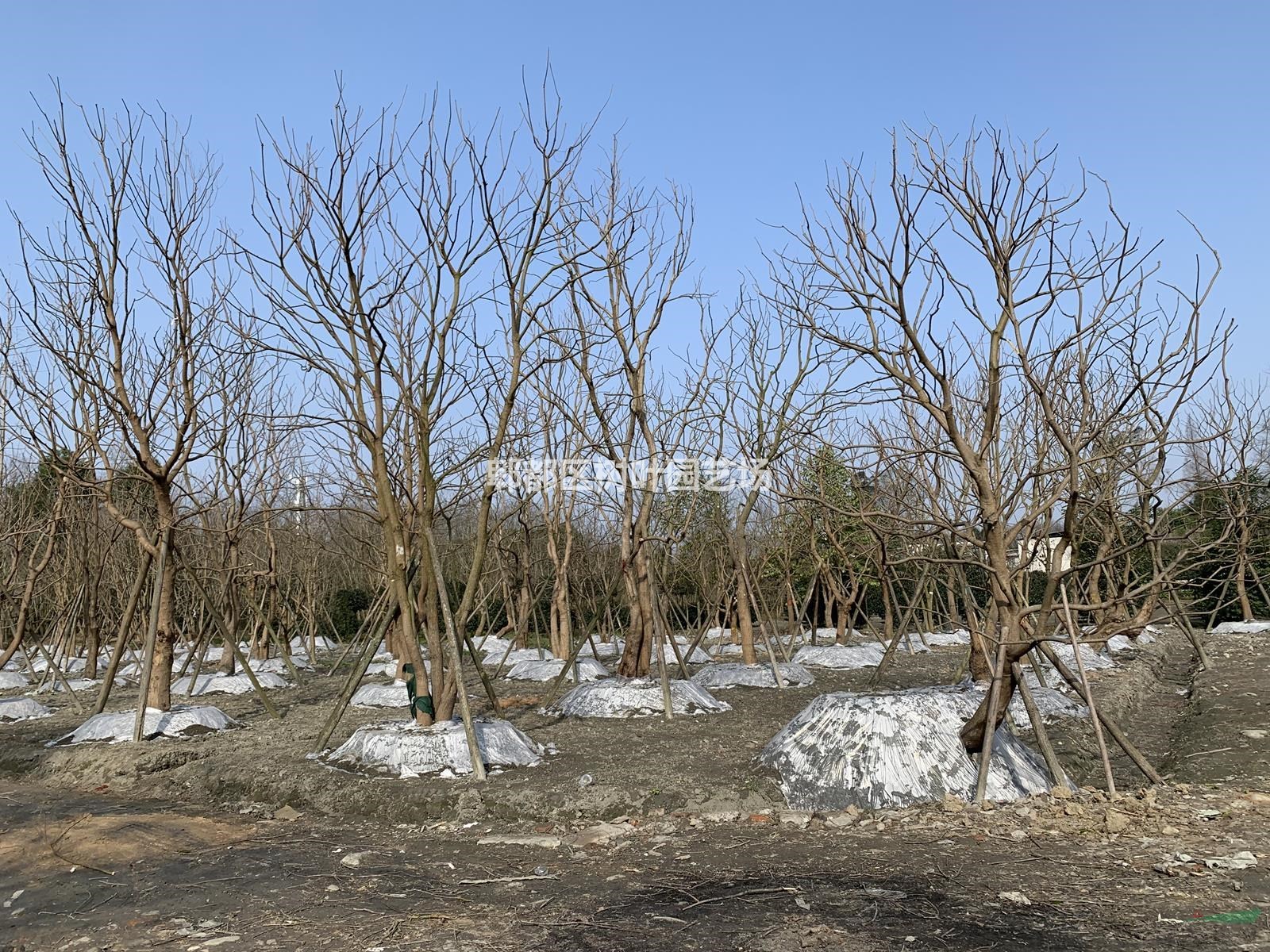 烏桕基地，四川烏桕基地樹葉園藝供應(yīng)獨(dú)桿烏桕，叢生烏桕