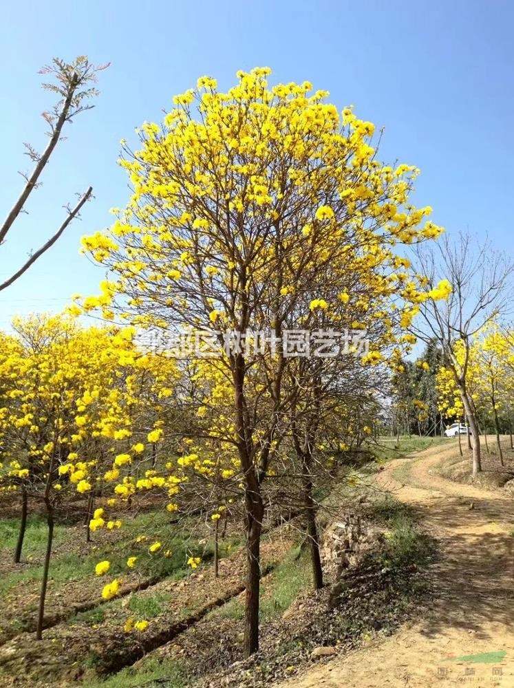 樹葉園藝供應(yīng)黃花風(fēng)鈴木，四川黃花風(fēng)鈴木基地