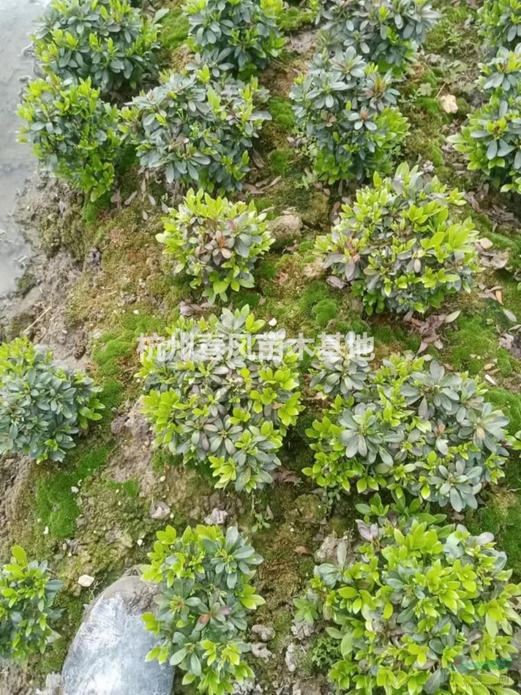 寧波矮婆鵑