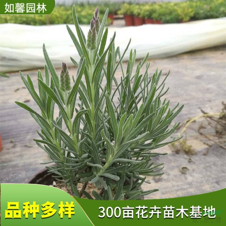 大量出售薰衣草小苗 花海景觀用花 園林綠化工程花苗