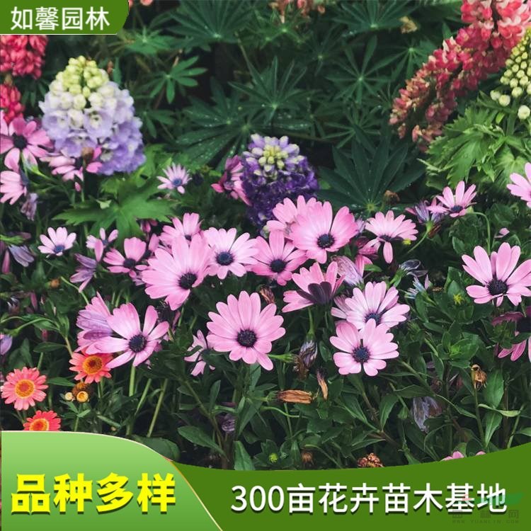 出售南非萬壽菊 園林觀花地被植物 城市綠地 花壇花鏡用花 花境植物批發(fā)