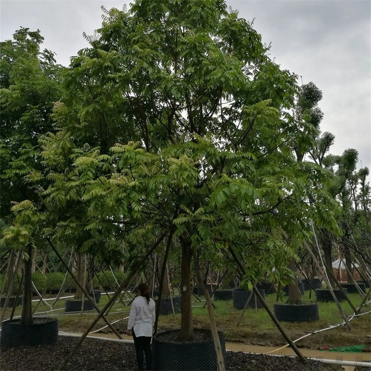 仁面子 小區(qū)庭院觀賞苗 行道庭蔭防護(hù)綠化種植 市政園林風(fēng)景樹