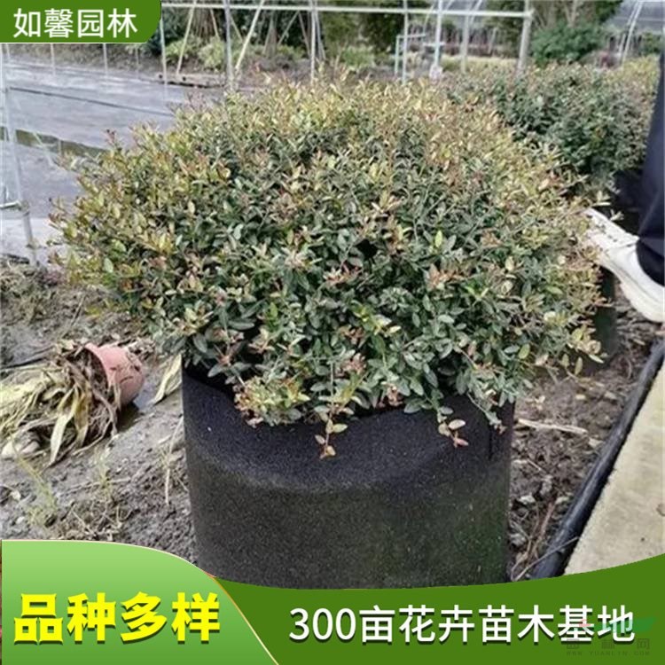 基地冬青先令 園林庭院美化綠籬圍墻植物 四季常青 花境植物批發(fā)