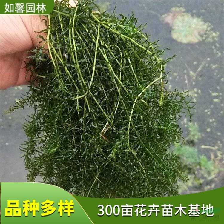 基地直售沉水植物伊樂藻 凈化水質(zhì)水體綠化 河蟹天然飼料 花境植物批發(fā)