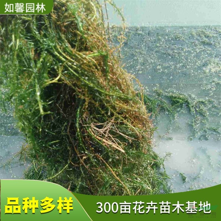 基地直售沉水植物伊樂藻 凈化水質(zhì)水體綠化 河蟹天然飼料 花境植物批發(fā)