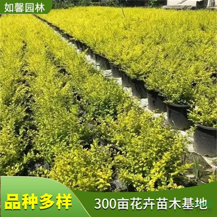 出售彩葉苗木亮晶女貞 園林觀賞色塊綠籬 工程道路綠化 花境植物批發(fā)