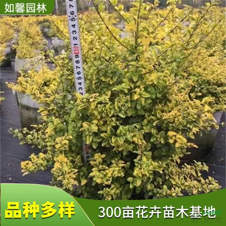 出售彩葉苗木亮晶女貞 園林觀賞色塊綠籬 工程道路綠化 花境植物批發(fā)