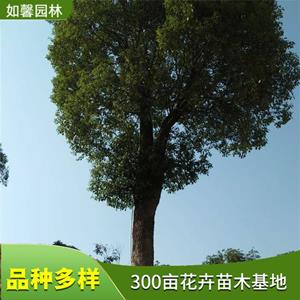 基地出售香樟樹苗 四季常綠 園林綠化行道樹 工廠綠化材料