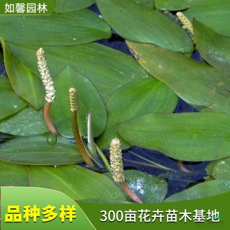 竹葉眼子菜 室內(nèi)水體綠化觀賞植物 凈化水質(zhì) 水生態(tài)修復(fù)