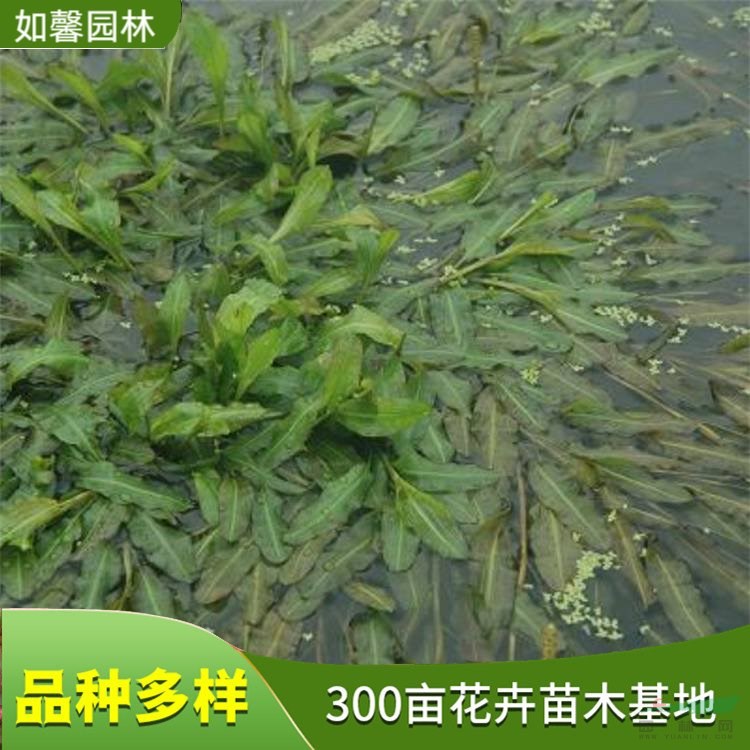 竹葉眼子菜 室內(nèi)水體綠化觀賞植物 凈化水質(zhì) 水生態(tài)修復(fù)