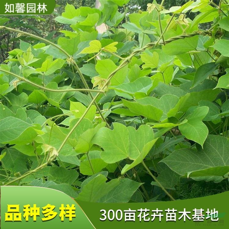 出售葛藤 花園綠籬 工程綠化 護林護坡固土綠植 花境植物批發(fā)