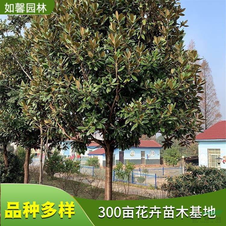 大量廣玉蘭樹苗 抗污染 行道庭蔭樹 公園景區(qū)工程綠化開花樹種 花境植物批發(fā)