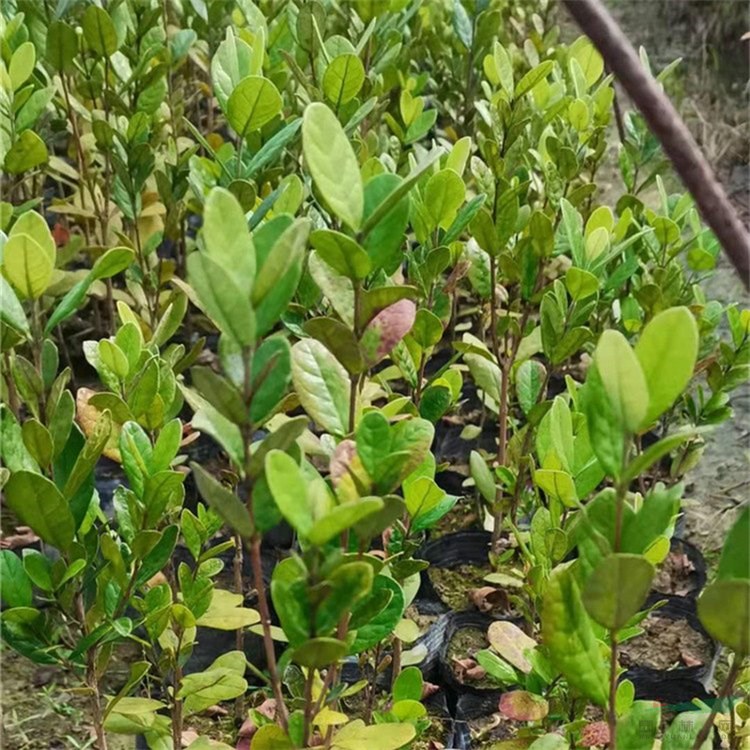 菲油果 南美棯 小區(qū)庭院公園綠化種植 花壇道路園林風(fēng)景工程 花境植物批發(fā)