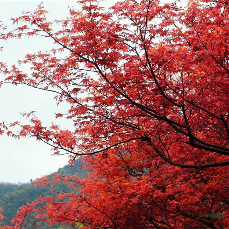 基地紅楓小苗 園林景觀 庭院觀賞花卉綠化工程苗 根系發(fā)達(dá)好成活 花境植物批發(fā)