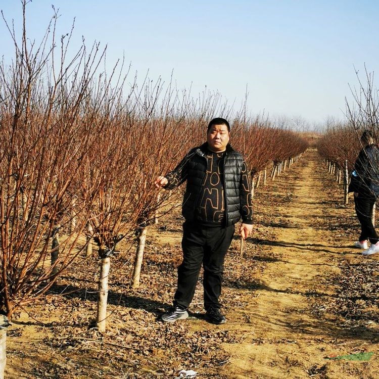 基地供應(yīng) 5-6公分榆葉梅 基地批發(fā)各種梅花 庭院園林綠化造景種植