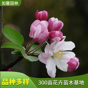 苗圃出售西府海棠 露地粉色系風景樹 園林庭院觀賞花卉