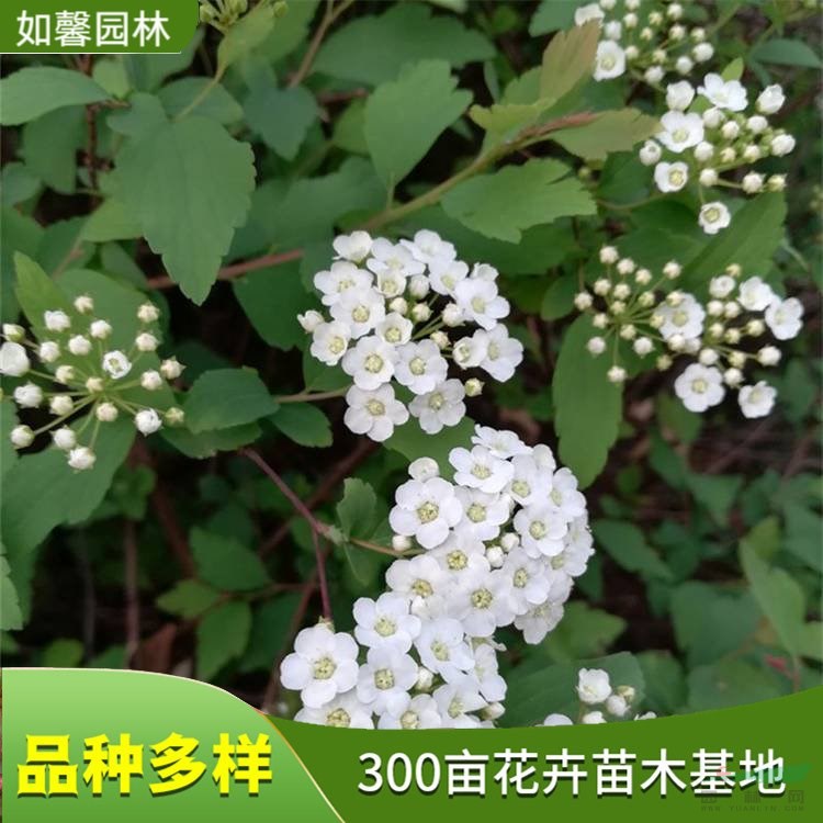 麻葉繡線菊 耐寒耐旱植物 城鎮(zhèn)園林廣場居民區(qū)綠化